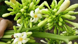 gia-ban-dia-chi-mua-hoa-du-du-duc-uy-tin-tai-tp-hcm