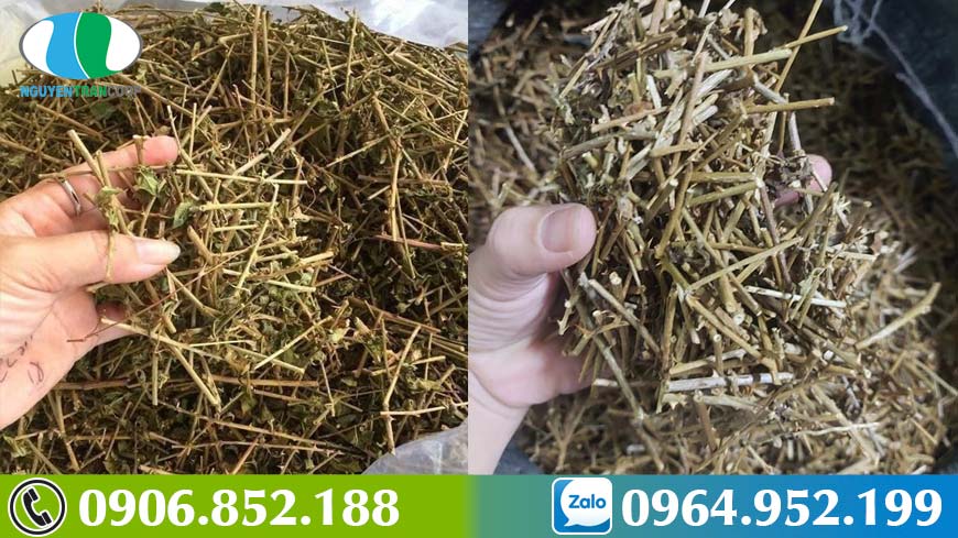 bai-thuoc-chua-viem-gan-b-ket-hop-giua-cay-an-xoa-va-ca-gai-leo