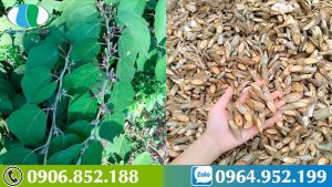 bai-thuoc-chua-viem-gan-b-ket-hop-giua-cay-an-xoa-va-ca-gai-leo