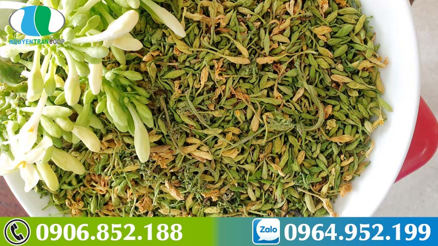 bai-thuoc-ho-tro-dieu-tri-ung-thu-giua-hoa-du-du-duc-va-nam-lim-xanh