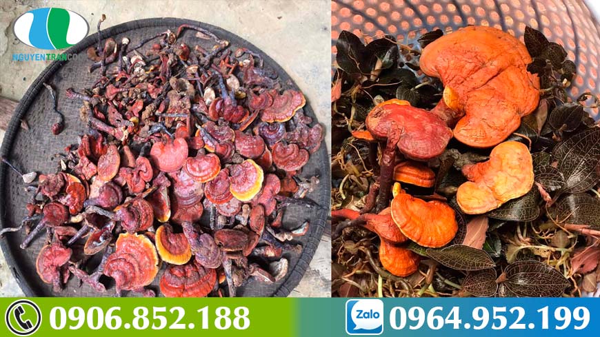 bai-thuoc-ho-tro-dieu-tri-ung-thu-giua-hoa-du-du-duc-va-nam-lim-xanh