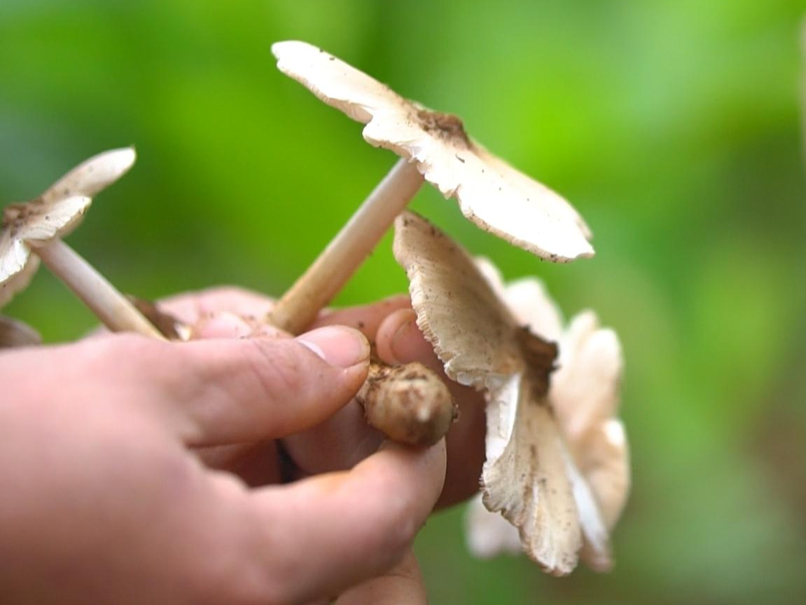 cac-loai-nam-rung-quy-hiem-tai-viet-nam