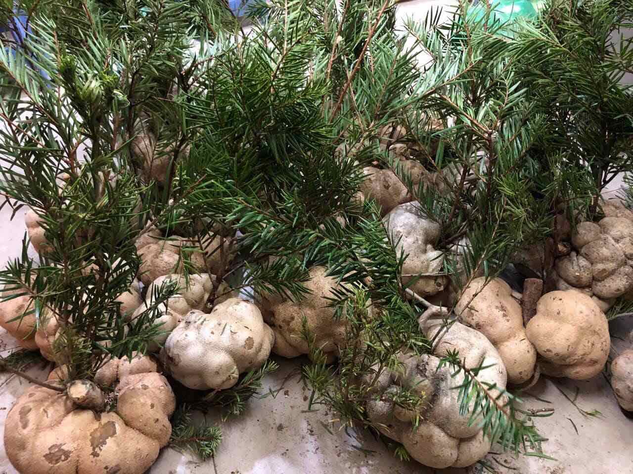 cac-loai-nam-rung-quy-hiem-tai-viet-nam