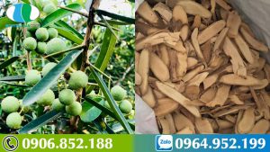 ho-tro-tri-5-dong-ung-thu-voi-xao-tam-phan