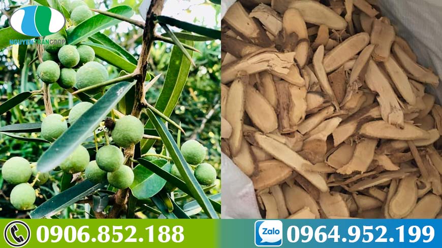 xao-tam-phan-la-khac-tinh-cua-5-dong-ung-thu