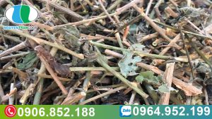 ca-gai-leo-giai-doc-gan-thanh-loc-co-the