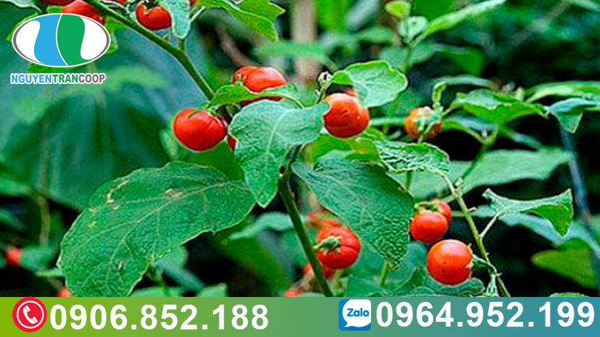 ca-gai-leo-giai-doc-gan-thanh-loc-co-the