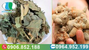 bai-thuoc-ho-tro-dieu-tri-ung-thu-tieu-u-voi-tam-that-bac-va-xa-den