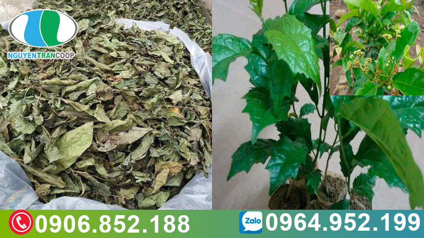 bai-thuoc-dieu-tri-ung-thu-ac-tinh-ket-hop-xao-tam-phan-va-xa-den