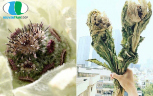 thien-son-tuyet-lien