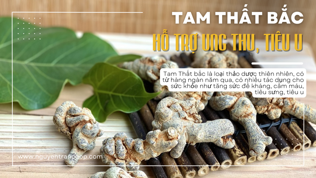 Tam Thất Bắc hỗ trợ điều trị ung thư, hỗ trợ kháng viêm